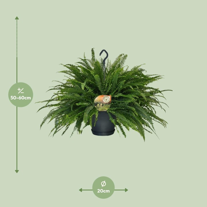 Nephrolepis Green Lady - Ø20Cm - ↕60Cm