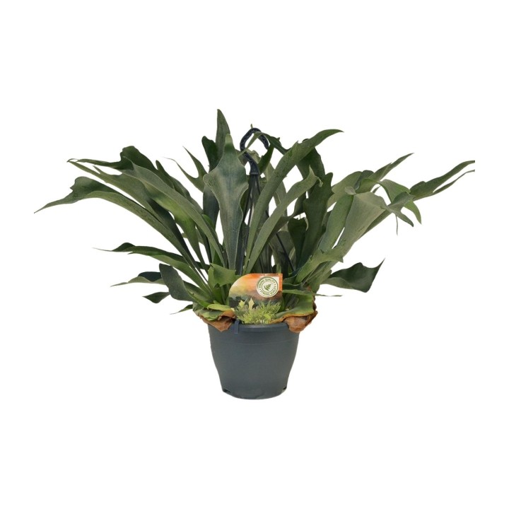 Platycerium Bifurcatum - Ø21Cm - ↕50Cm