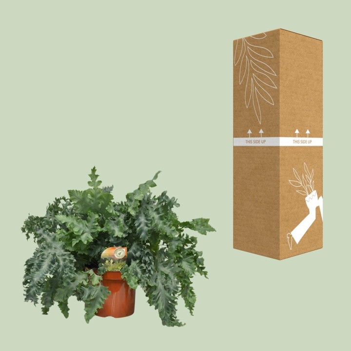 Phlebodium Davana - Ø26Cm - ↕60Cm