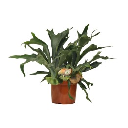 Platycerium Bifurcatum - Ø26Cm - ↕80Cm