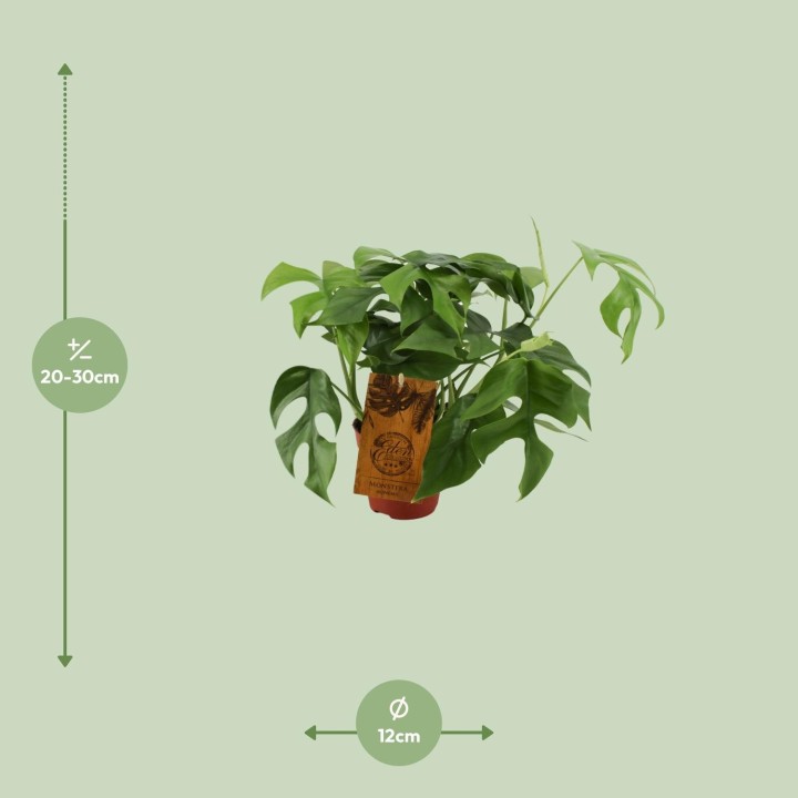 Monstera Minima - Ø12Cm - ↕30Cm