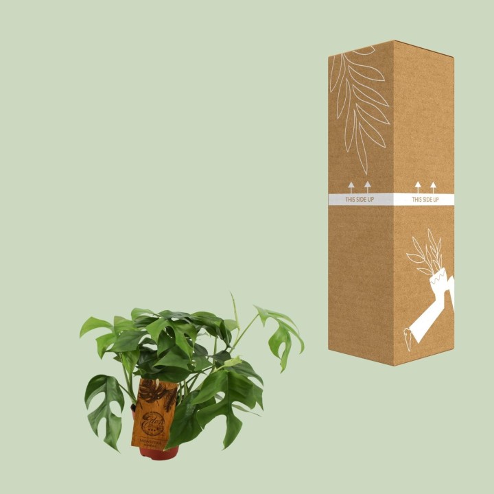 Monstera Minima - Ø12Cm - ↕30Cm