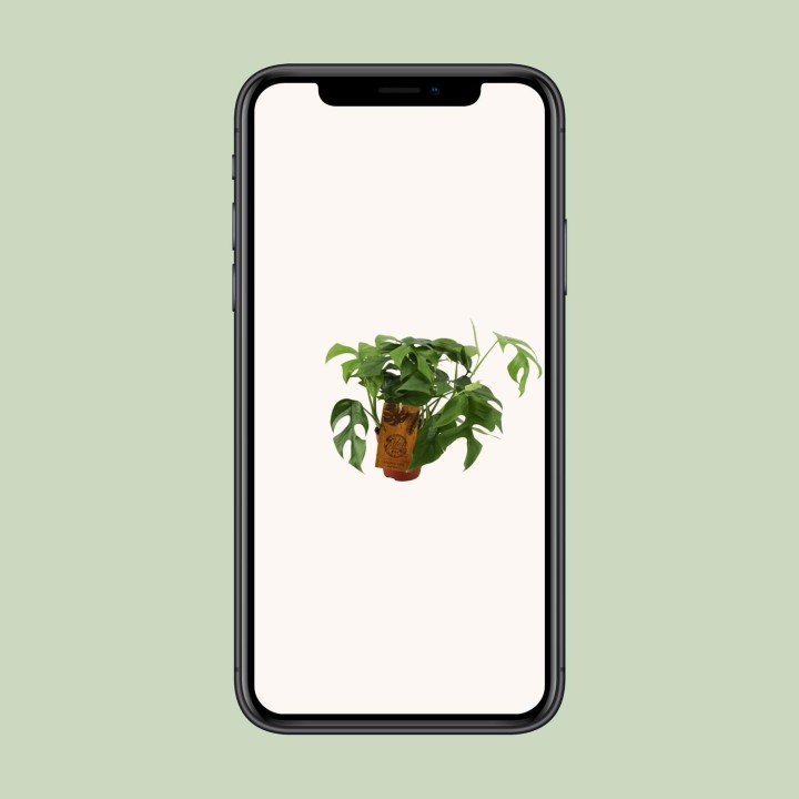 Monstera Minima - Ø12Cm - ↕30Cm