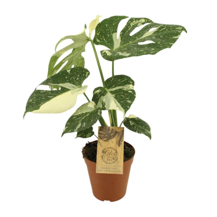 Monstera Thai Constellation - Ø15Cm - ↕50Cm