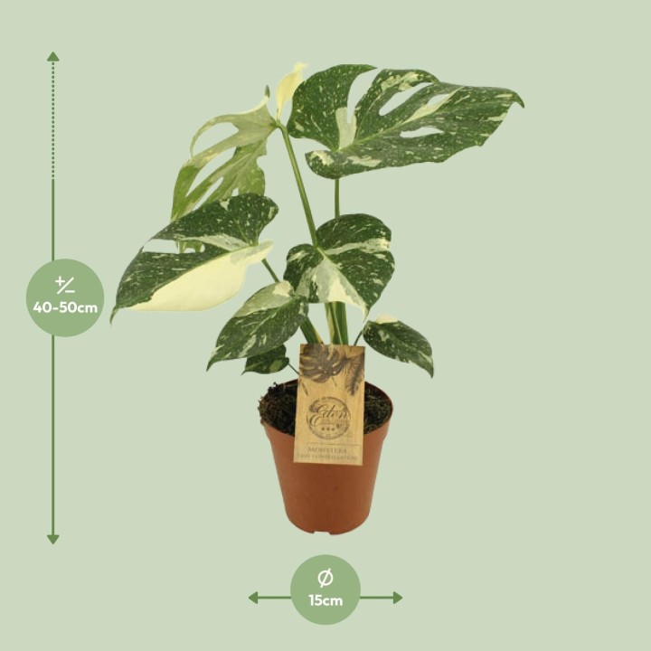 Monstera Thai Constellation - Ø15Cm - ↕50Cm