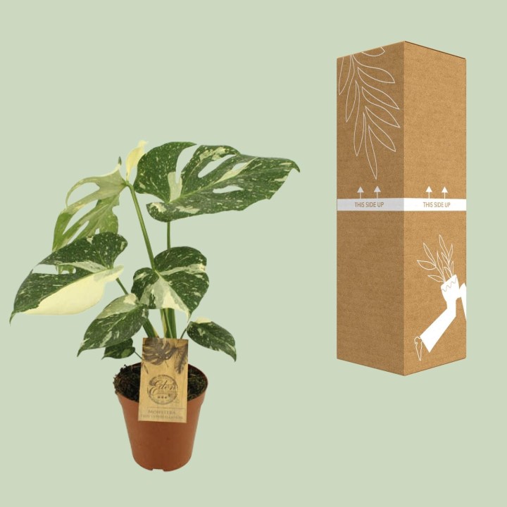 Monstera Thai Constellation - Ø15Cm - ↕50Cm