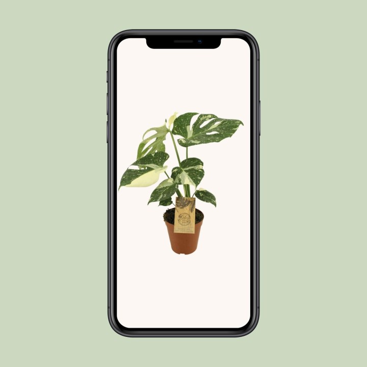 Monstera Thai Constellation - Ø15Cm - ↕50Cm