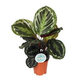 Calathea Medallion - Ø14Cm - ↕45Cm