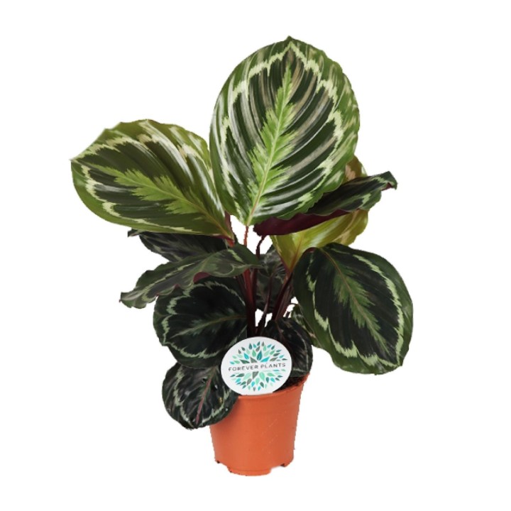 Calathea Medallion - Ø14Cm - ↕45Cm