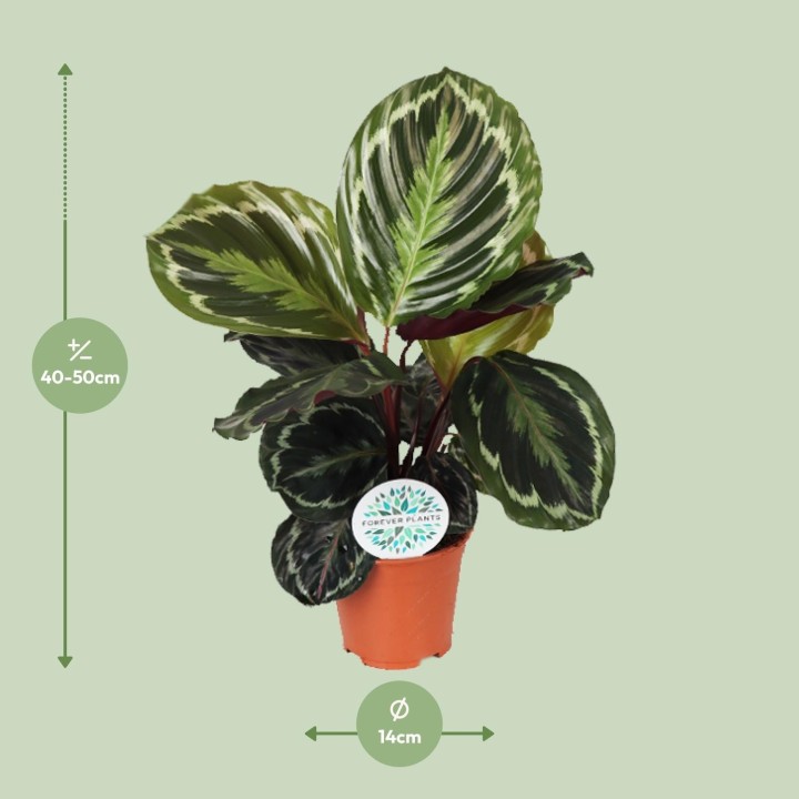 Calathea Medallion - Ø14Cm - ↕45Cm