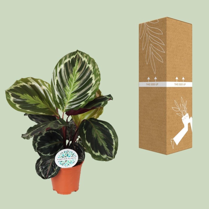 Calathea Medallion - Ø14Cm - ↕45Cm