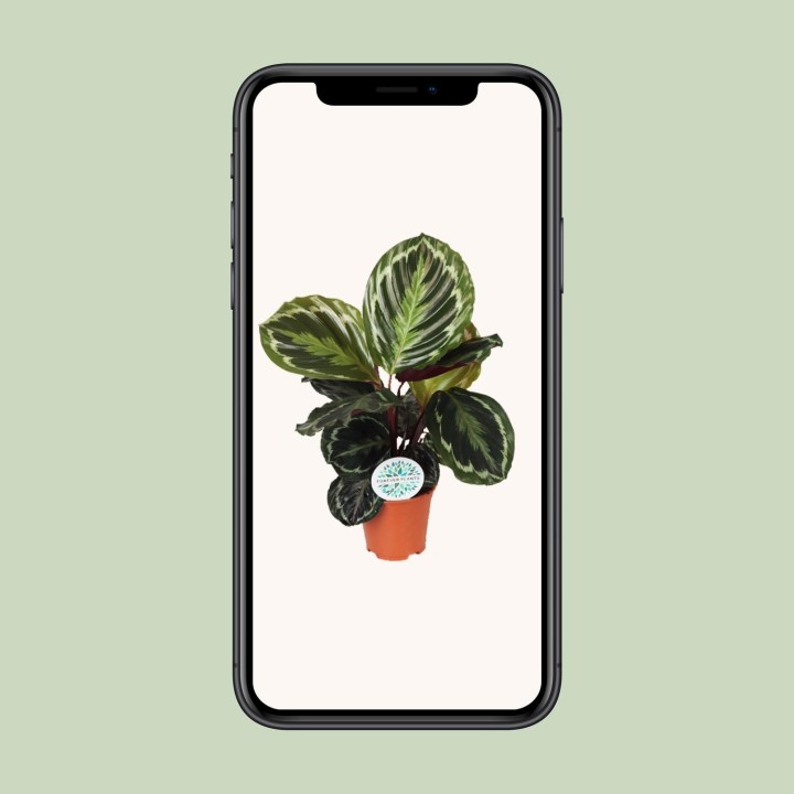 Calathea Medallion - Ø14Cm - ↕45Cm