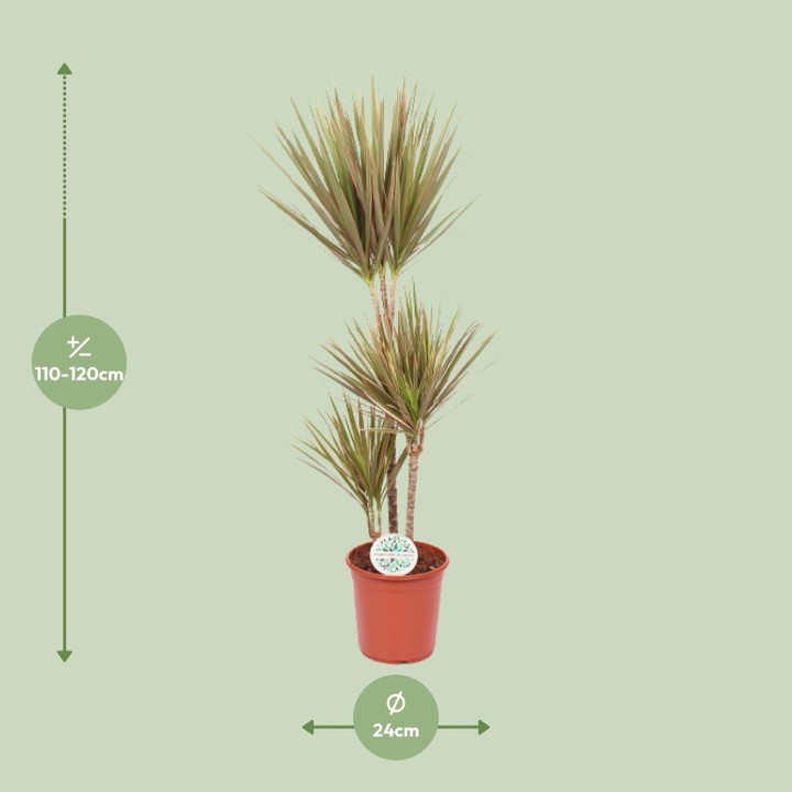 Dracaena Bicolor - Ø24Cm - ↕115Cm