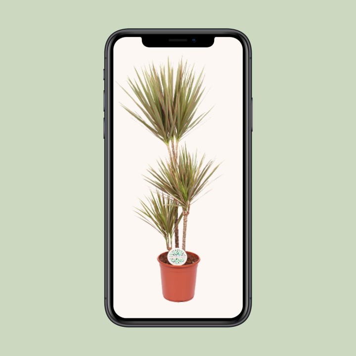 Dracaena Bicolor - Ø24Cm - ↕115Cm