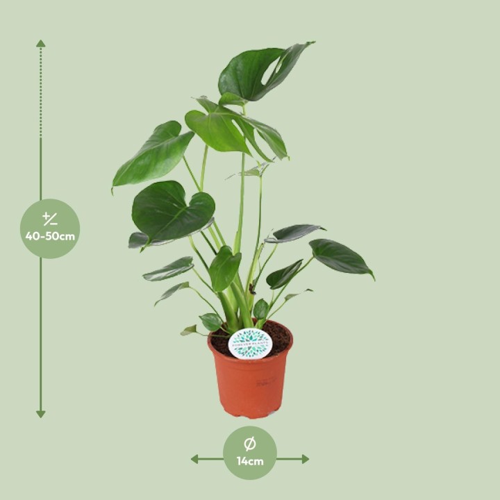 Monstera Deliciosa - Ø14Cm - ↕45Cm