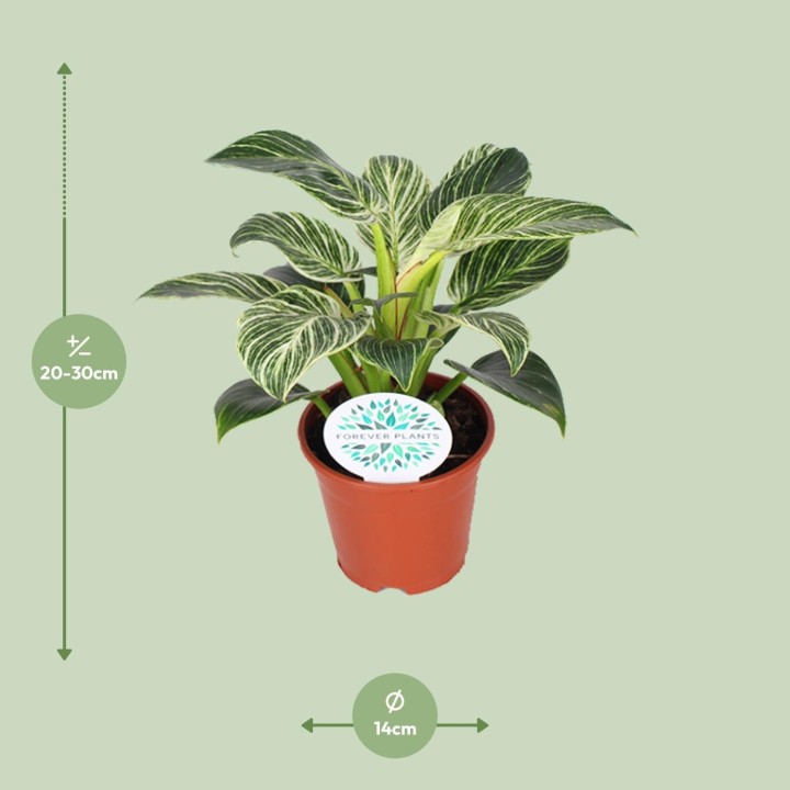 Philodendron Birkin - Ø14Cm - ↕25Cm