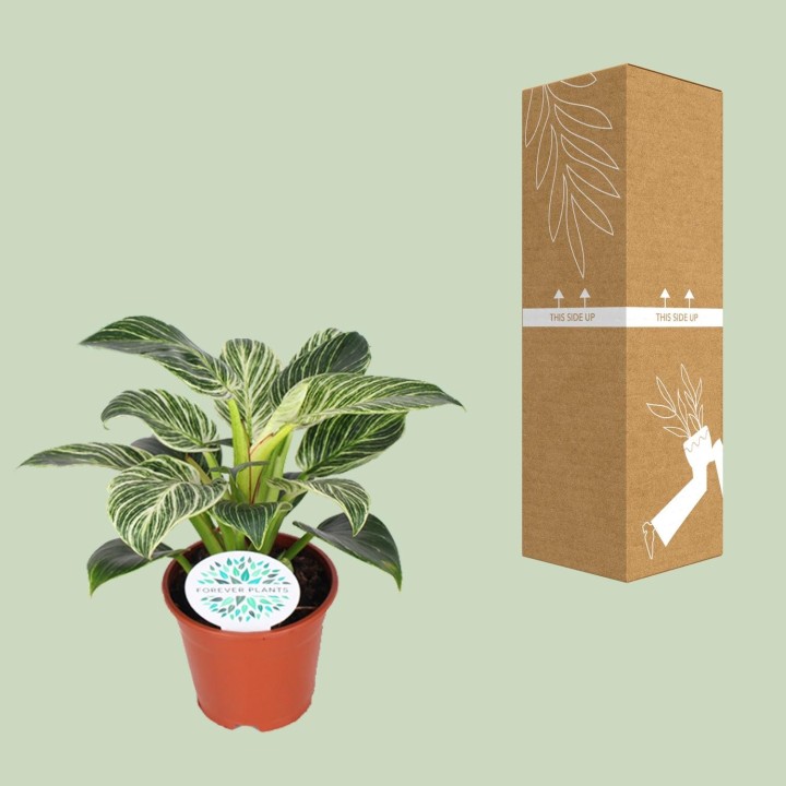 Philodendron Birkin - Ø14Cm - ↕25Cm