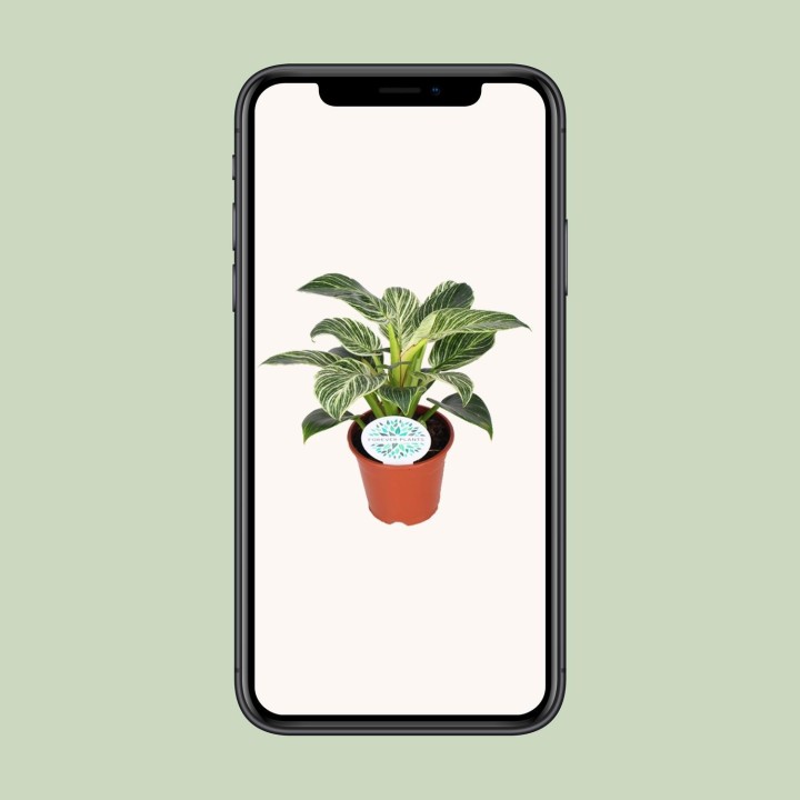 Philodendron Birkin - Ø14Cm - ↕25Cm