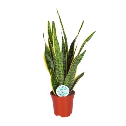 Sansevieria Trifasciata Laurentii - Ø17Cm - ↕60Cm
