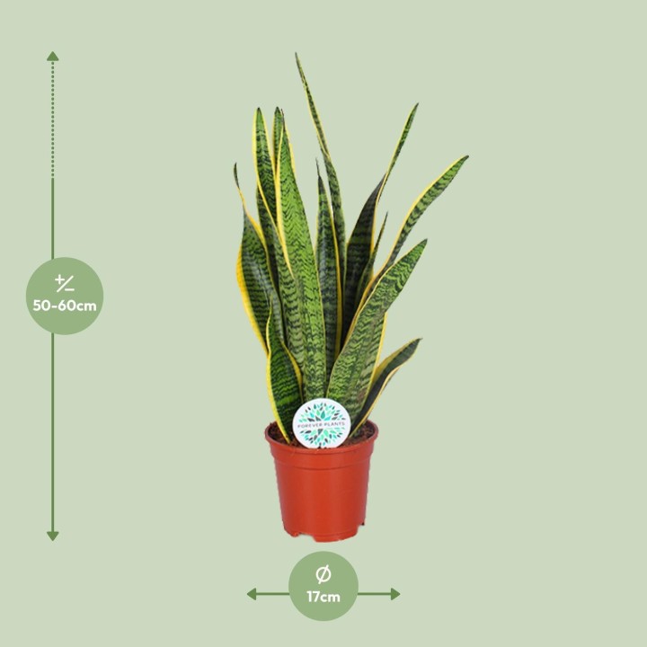 Sansevieria Trifasciata Laurentii - Ø17Cm - ↕60Cm