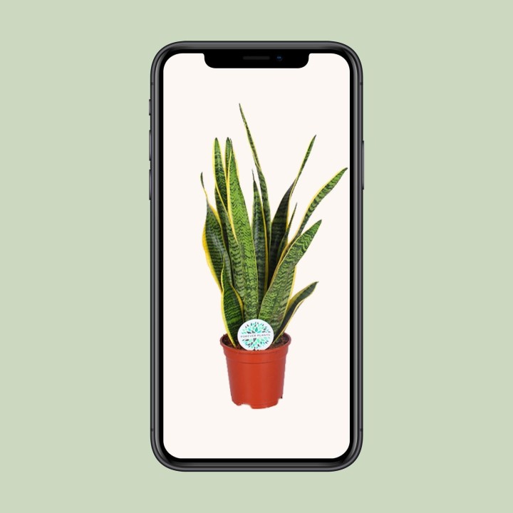 Sansevieria Trifasciata Laurentii - Ø17Cm - ↕60Cm