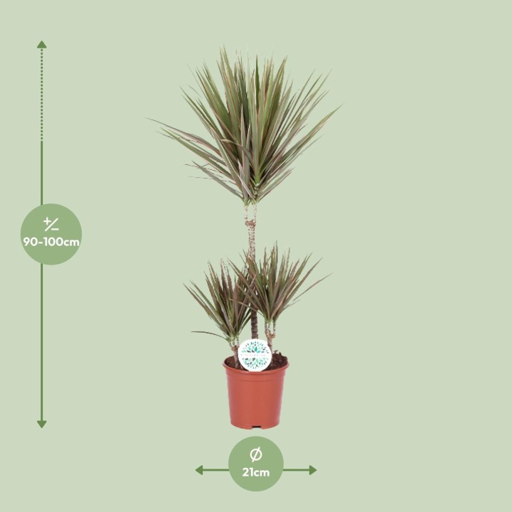 Dracaena Bicolor - Ø21Cm - ↕95Cm