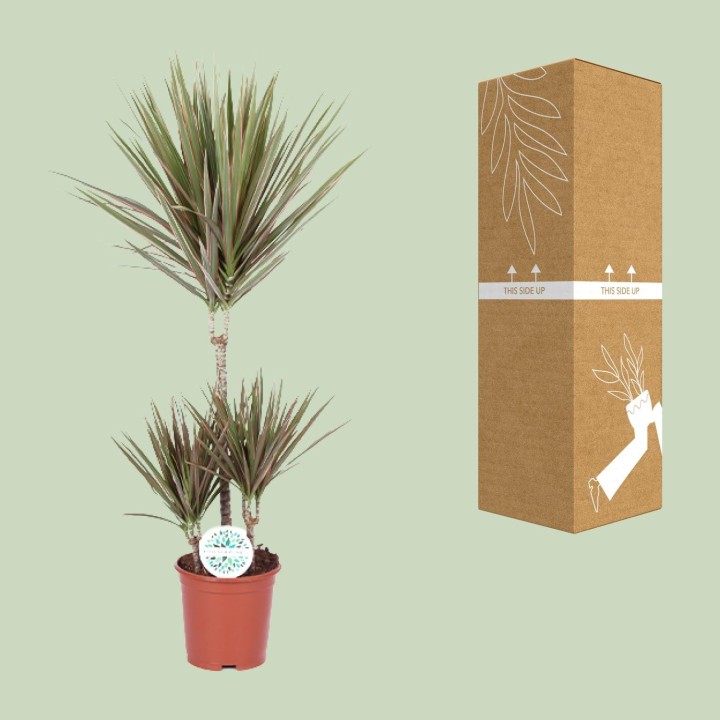 Dracaena Bicolor - Ø21Cm - ↕95Cm