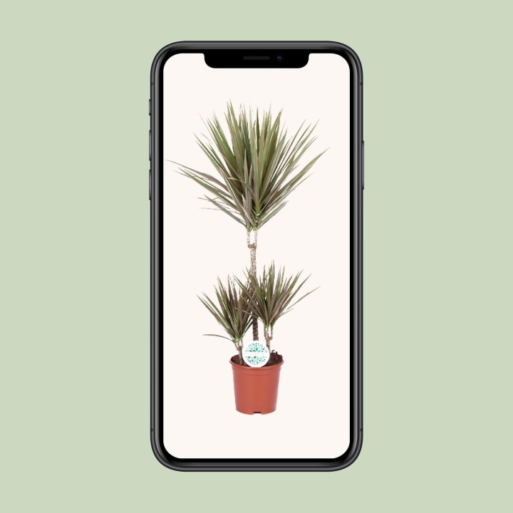 Dracaena Bicolor - Ø21Cm - ↕95Cm