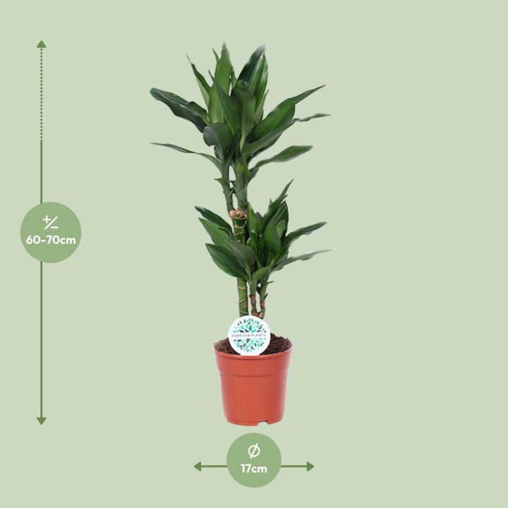 Dracaena Janet Lind - Ø17Cm - ↕70Cm