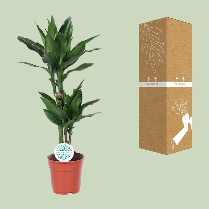 Dracaena Janet Lind - Ø17Cm - ↕70Cm