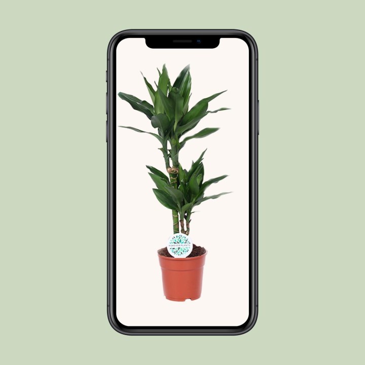 Dracaena Janet Lind - Ø17Cm - ↕70Cm