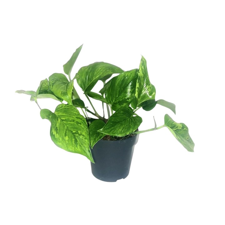 Scindapsus Pictus Trebie - Ø12Cm - ↕20Cm