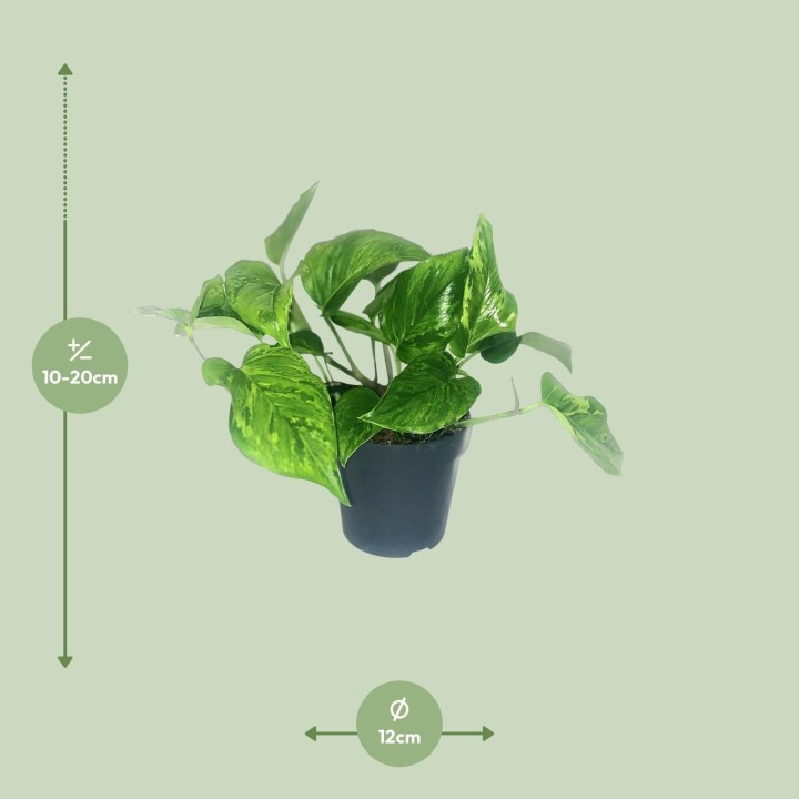 Scindapsus Pictus Trebie - Ø12Cm - ↕20Cm