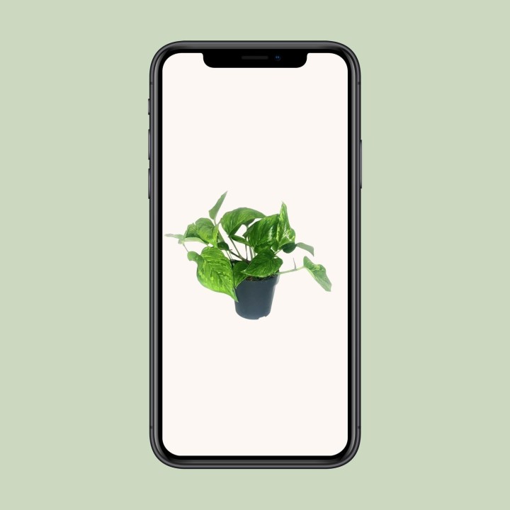 Scindapsus Pictus Trebie - Ø12Cm - ↕20Cm