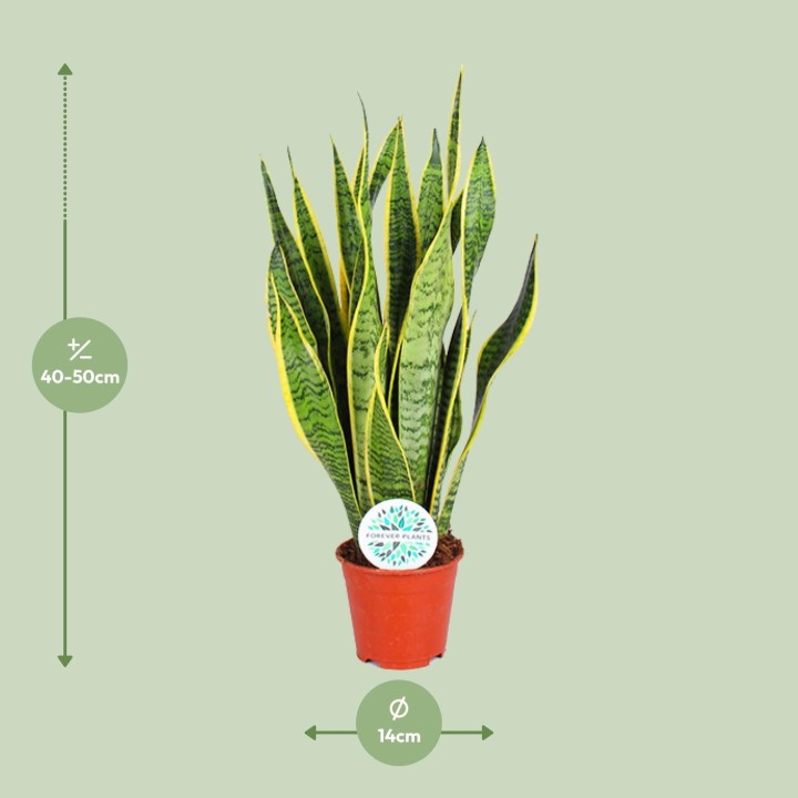 Sansevieria Trifasciata Laurentii - Ø14Cm - ↕50Cm