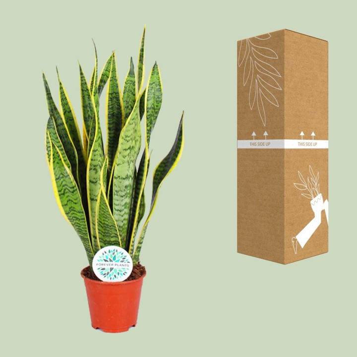 Sansevieria Trifasciata Laurentii - Ø14Cm - ↕50Cm