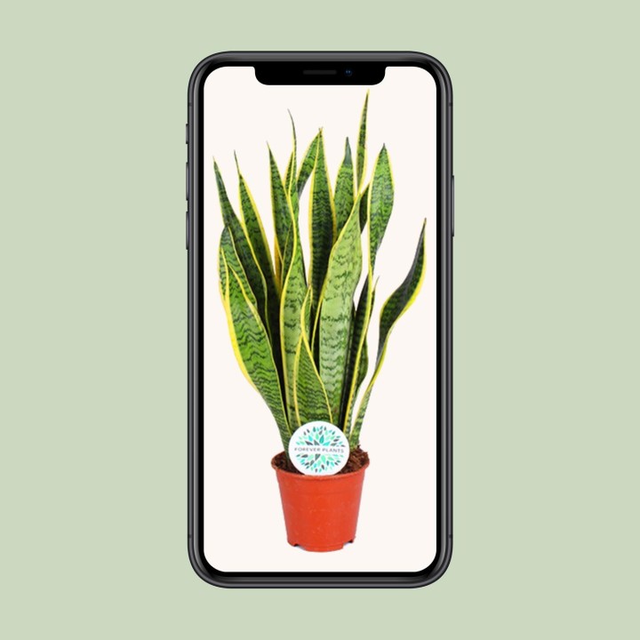 Sansevieria Trifasciata Laurentii - Ø14Cm - ↕50Cm