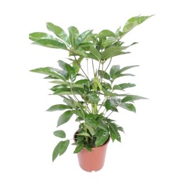 Schefflera Actinophylla Amate - Ø24Cm - ↕100Cm