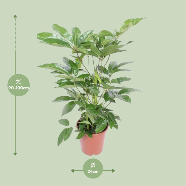 Schefflera Actinophylla Amate - Ø24Cm - ↕100Cm