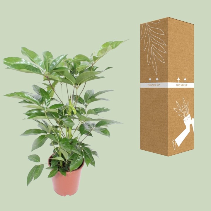 Schefflera Actinophylla Amate - Ø24Cm - ↕100Cm