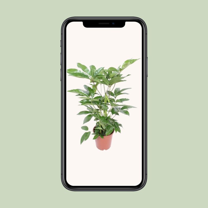 Schefflera Actinophylla Amate - Ø24Cm - ↕100Cm