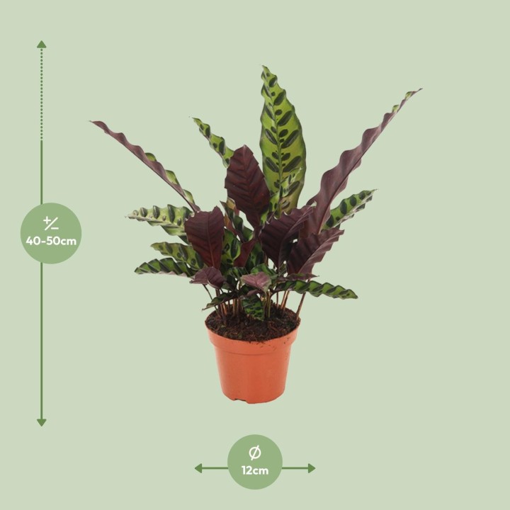 Calathea Insignis - Ø12Cm - ↕50Cm