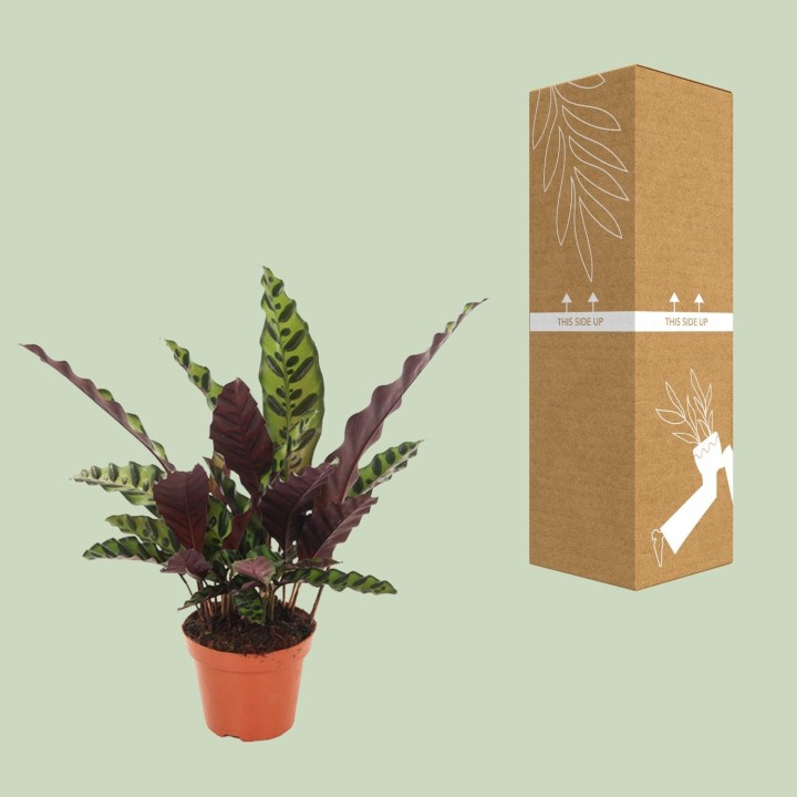 Calathea Insignis - Ø12Cm - ↕50Cm