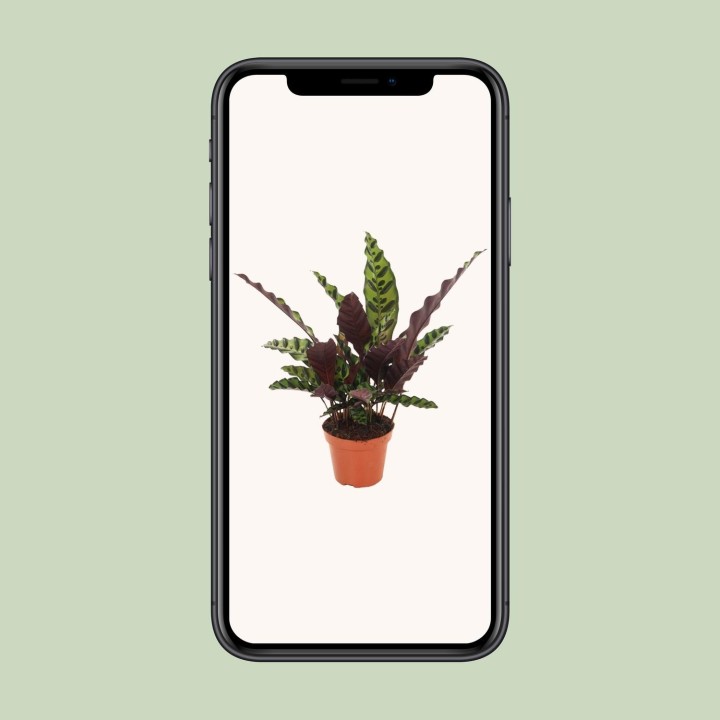 Calathea Insignis - Ø12Cm - ↕50Cm