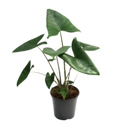 Alocasia Zebrina - Ø21Cm - ↕80Cm