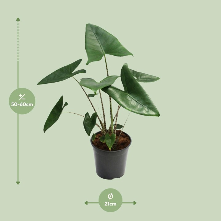 Alocasia Zebrina - Ø21Cm - ↕80Cm