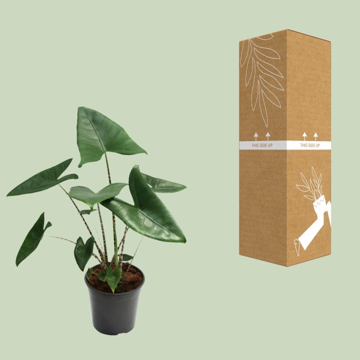 Alocasia Zebrina - Ø21Cm - ↕80Cm
