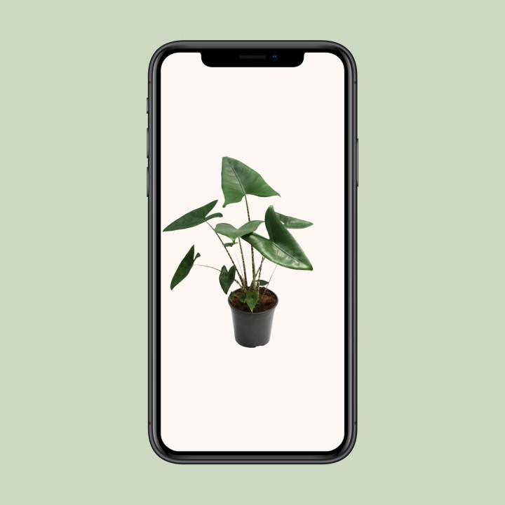 Alocasia Zebrina - Ø21Cm - ↕80Cm