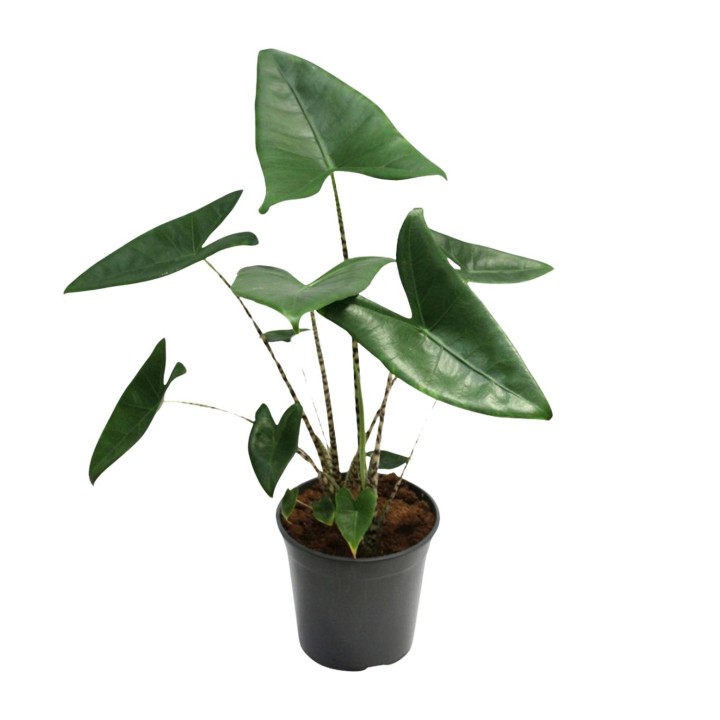 Alocasia Zebrina - Ø21Cm - ↕80Cm