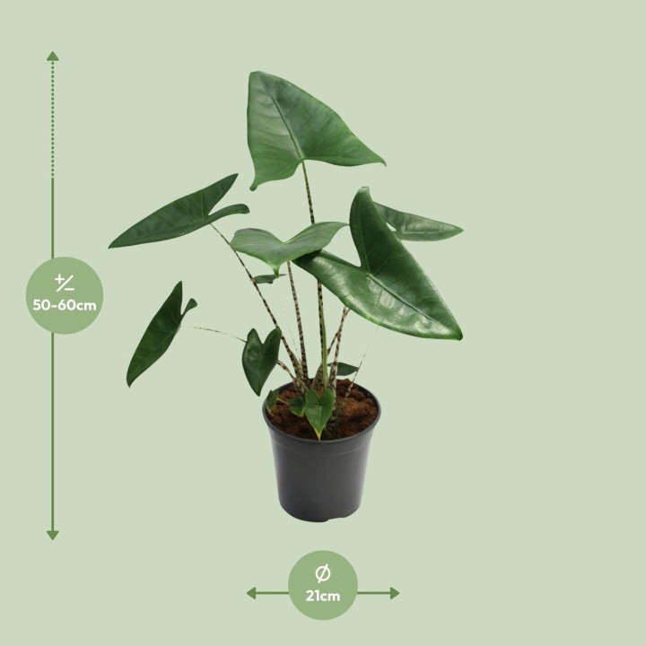 Alocasia Zebrina - Ø21Cm - ↕80Cm